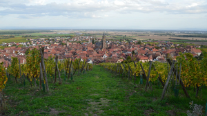 Traitement punaises de lit Lingolsheim